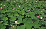 Nelumbo komarovii