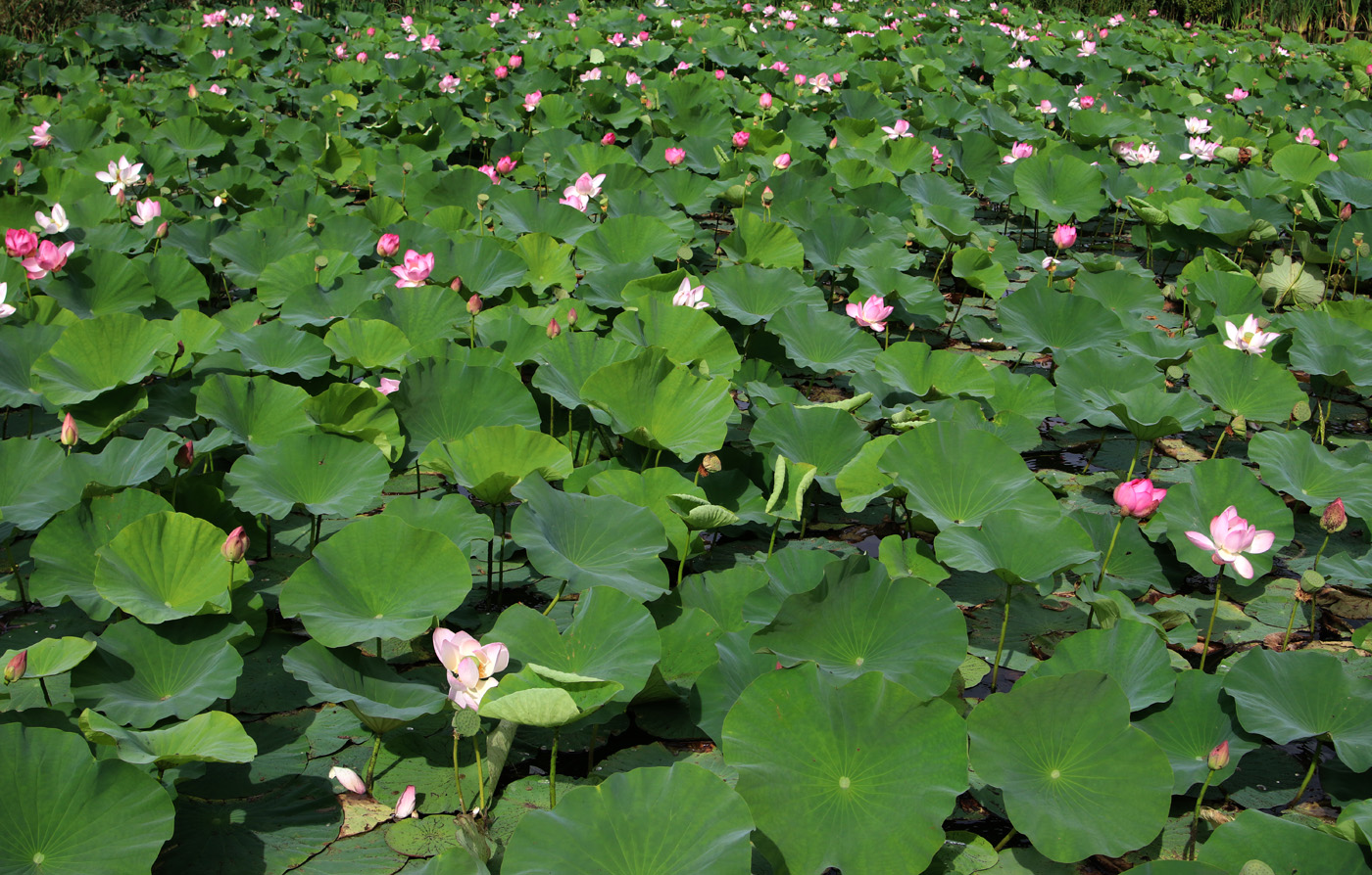 Image of Nelumbo komarovii specimen.