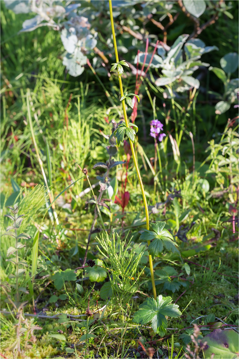 Image of Trollius europaeus specimen.