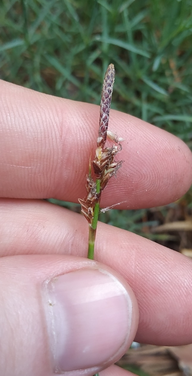 Image of Carex supina specimen.