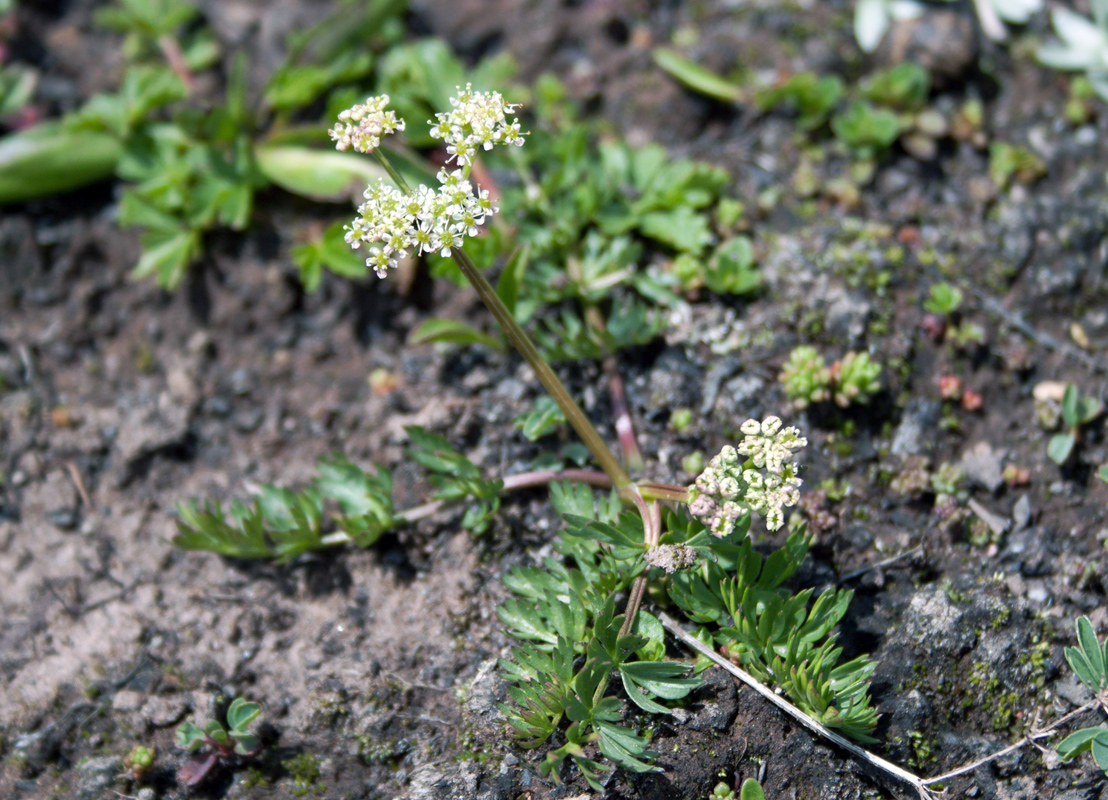 Image of Carum caucasicum specimen.