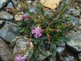 Saponaria stranjensis