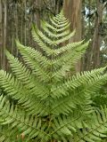 Pteridium aquilinum