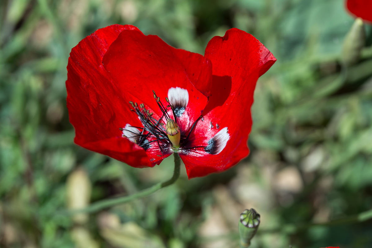 Image of genus Papaver specimen.
