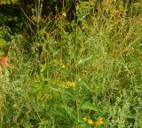 Atriplex sagittata