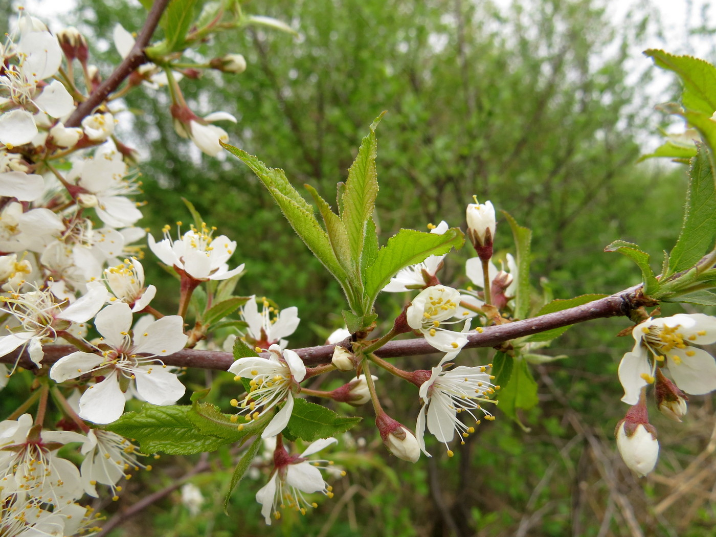 Изображение особи род Prunus.