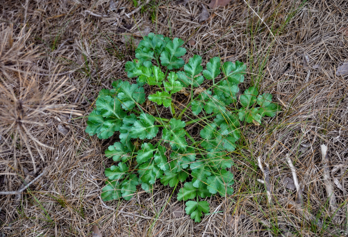 Изображение особи Kitagawia litoralis.