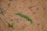 Poa subspecies vivipara