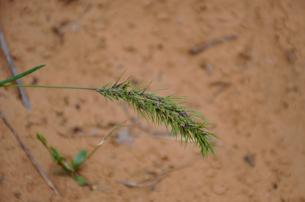 Изображение особи Poa bulbosa ssp. vivipara.