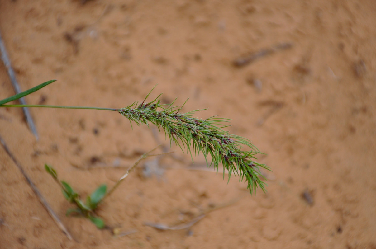 Изображение особи Poa bulbosa ssp. vivipara.