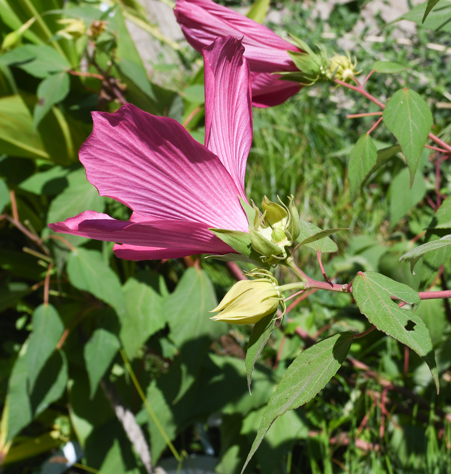 Image of Hibiscus laevis specimen.