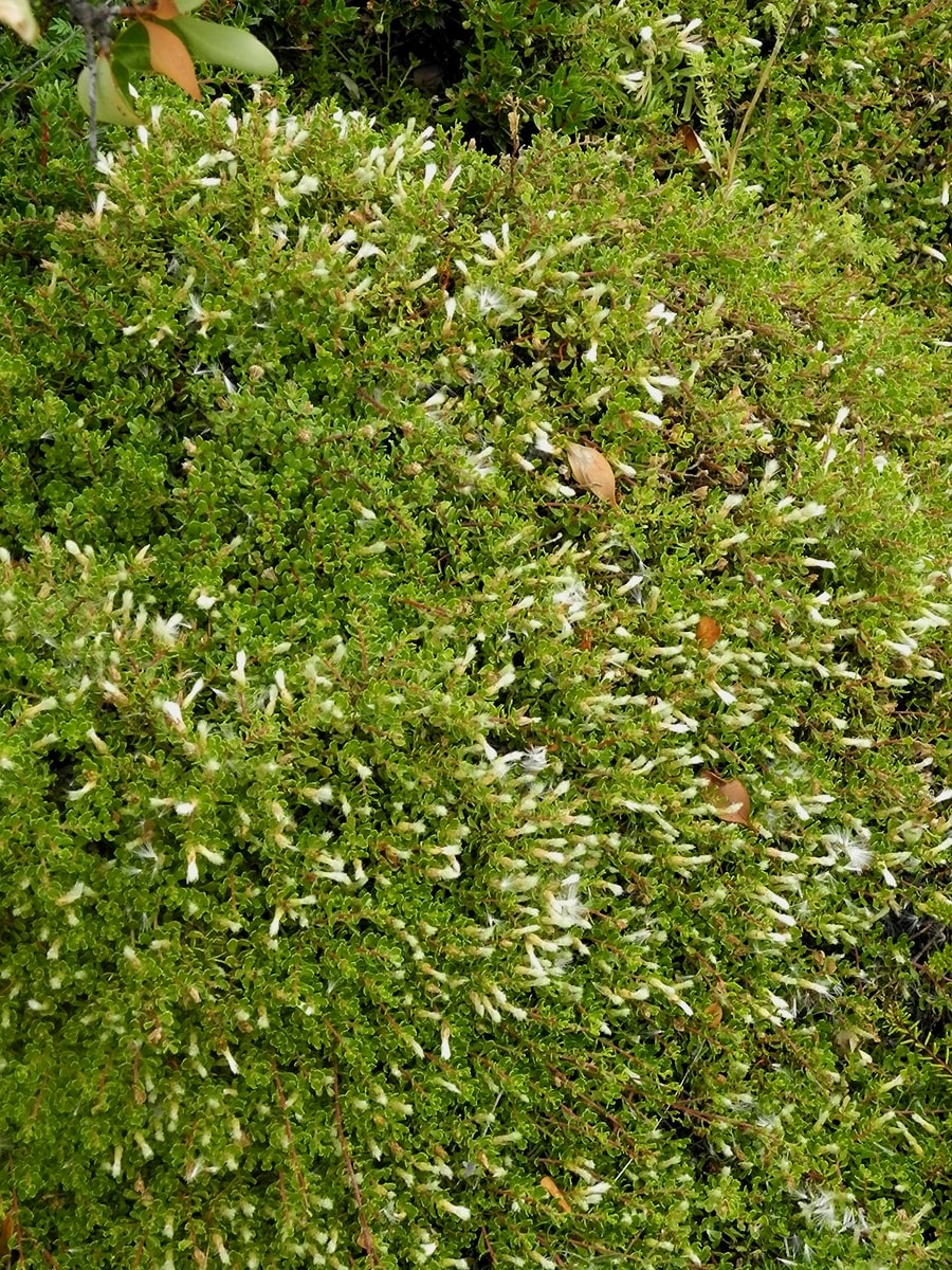 Image of Baccharis tricuneata specimen.