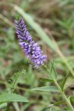 Veronica spicata. Верхушка побега с соцветием с бутонами и распускающимися цветками. Ленинградская обл., Кингисеппский р-н, окр. дер. Урмизно, побережье Финского залива, сухой лужок на песке в окружении смешанного леса, у грунтовой дороги. 22.08.2021.