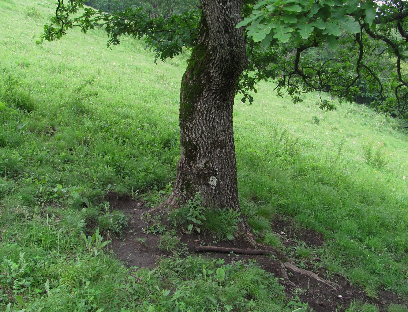 Изображение особи Quercus petraea.