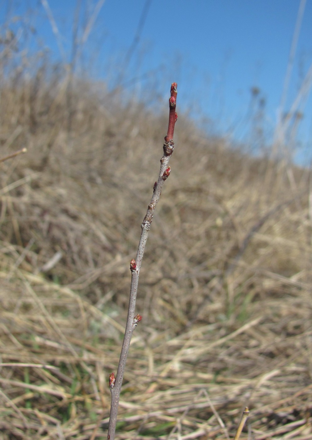 Image of Amygdalus nana specimen.