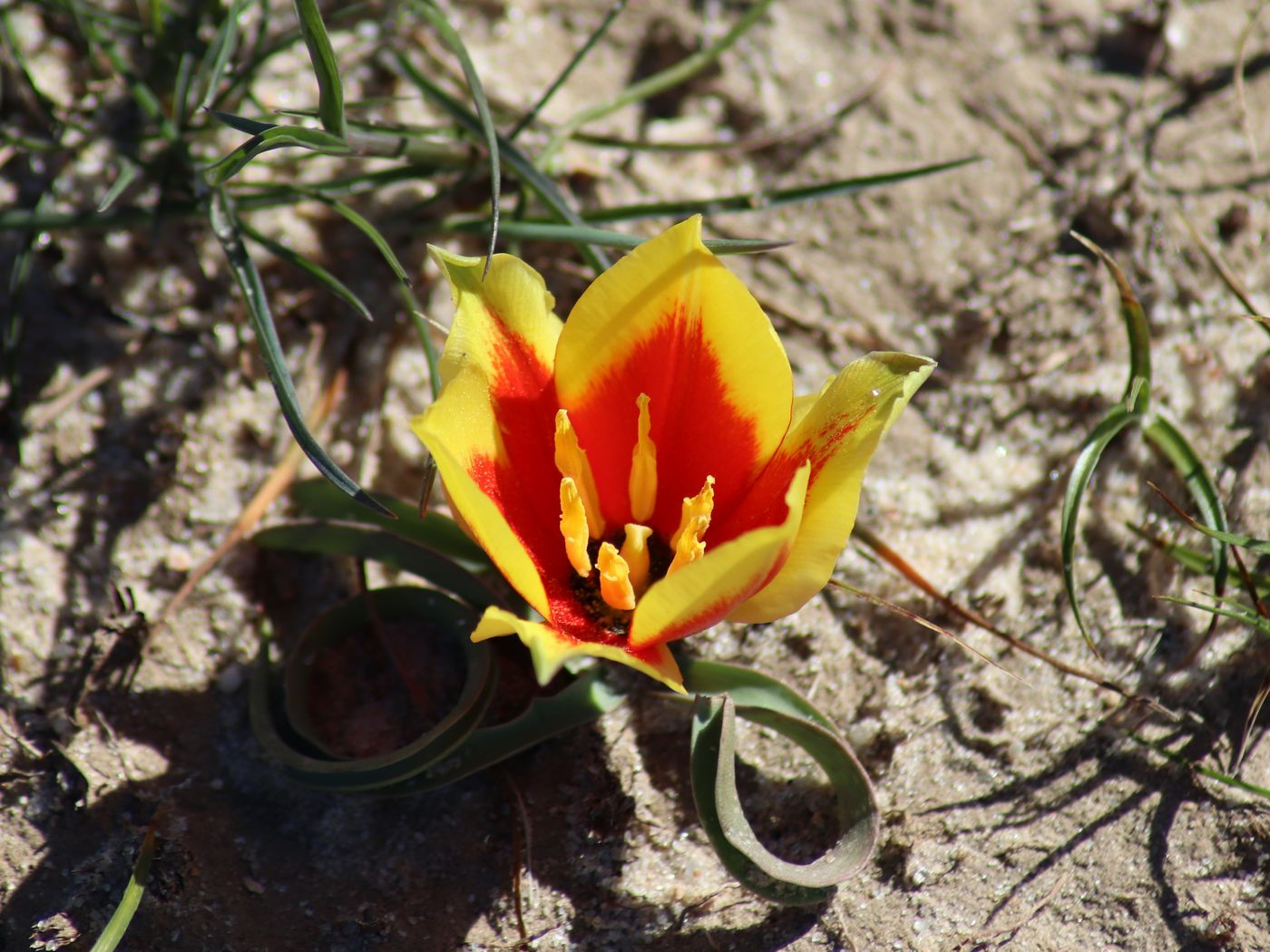 Image of Tulipa korolkowii specimen.