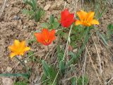 Tulipa ostrowskiana. Цветущие растения (полиморфизм окраски в популяции). Казахстан, Сев. Тянь-Шань, Заилийский Алатау в окр. Алматы, ущ. Каскелен, склон южной экспозиции, ≈ 1200 м н.у.м. 20 апреля 2022 г.