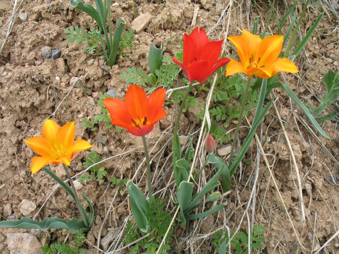 Image of Tulipa ostrowskiana specimen.