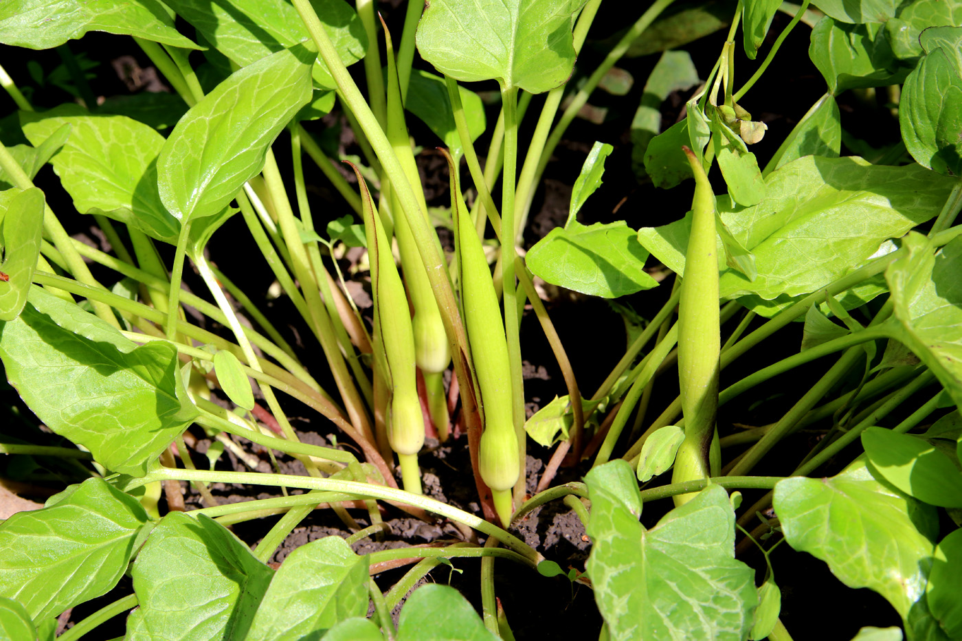 Image of Arum orientale specimen.