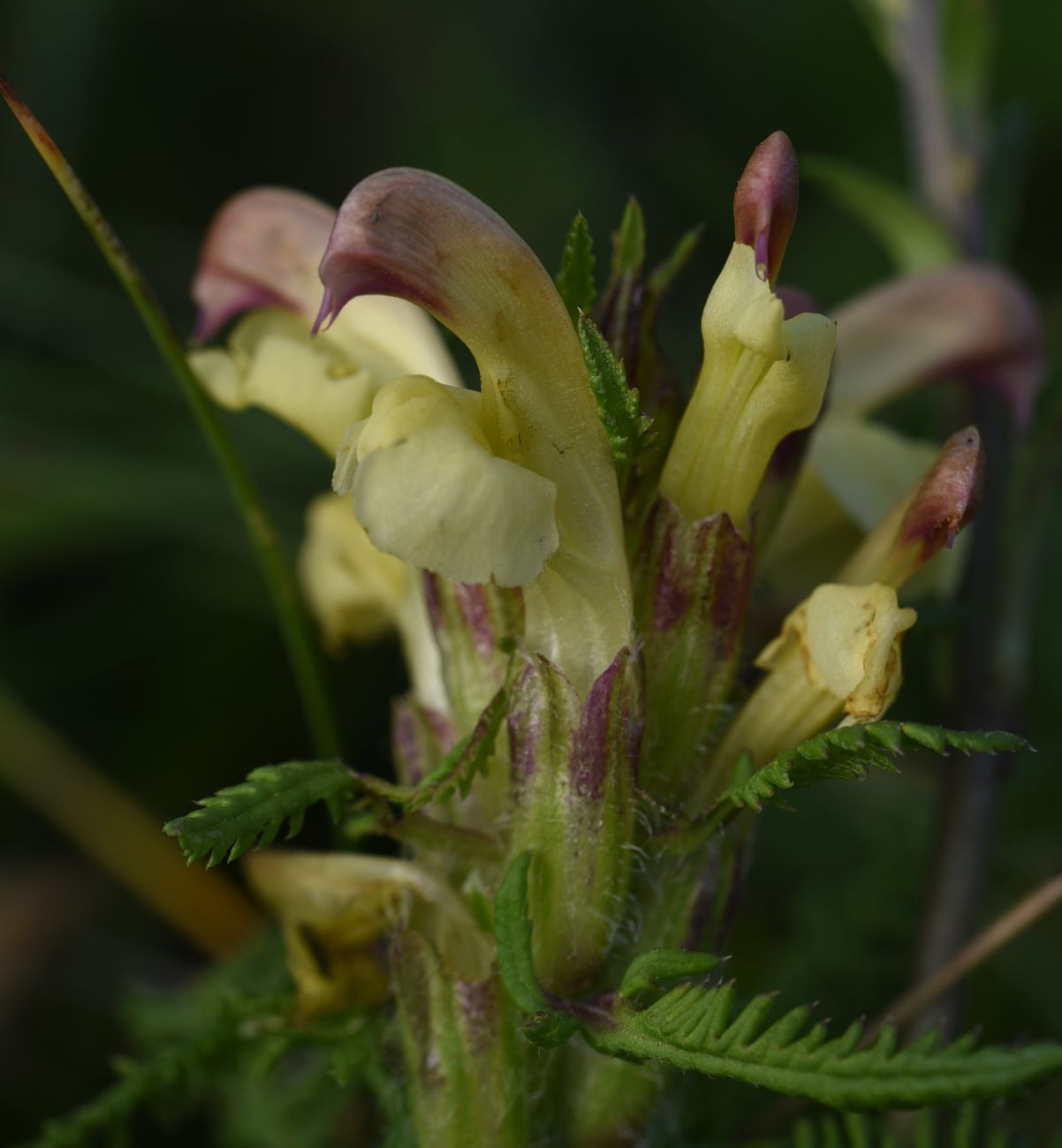 Изображение особи Pedicularis chroorrhyncha.