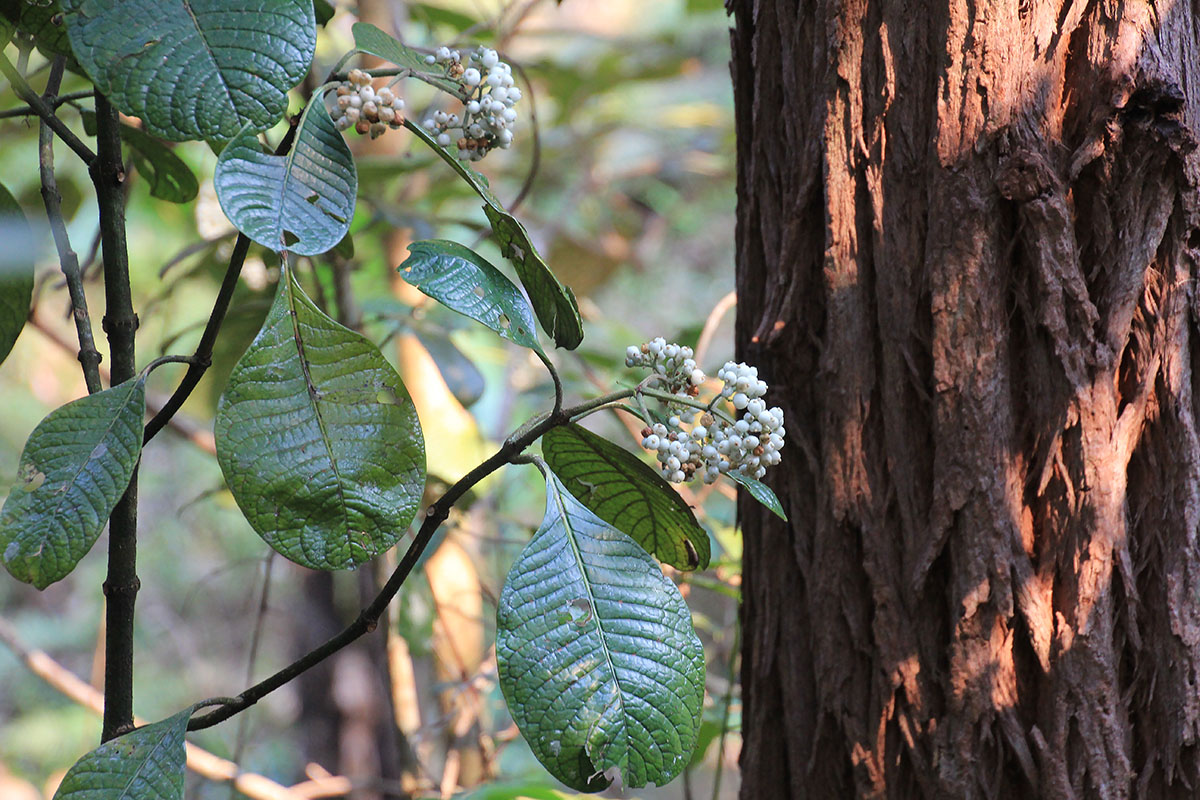 Image of genus Psychotria specimen.