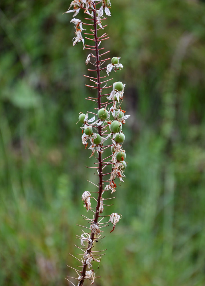 Image of Eremurus tianschanicus specimen.