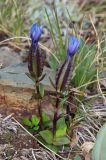 Gentiana uniflora