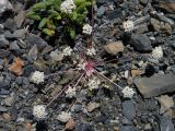 Stenocoelium athamantoides. Цветущее растение. Республика Алтай, Кош-Агачский р-н, Северо-Чуйский хр., ≈ 2400 м н.у.м., морена ледника Большой Актру. 24.07.2013.