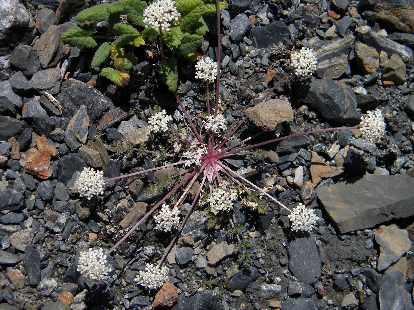 Image of Stenocoelium athamantoides specimen.