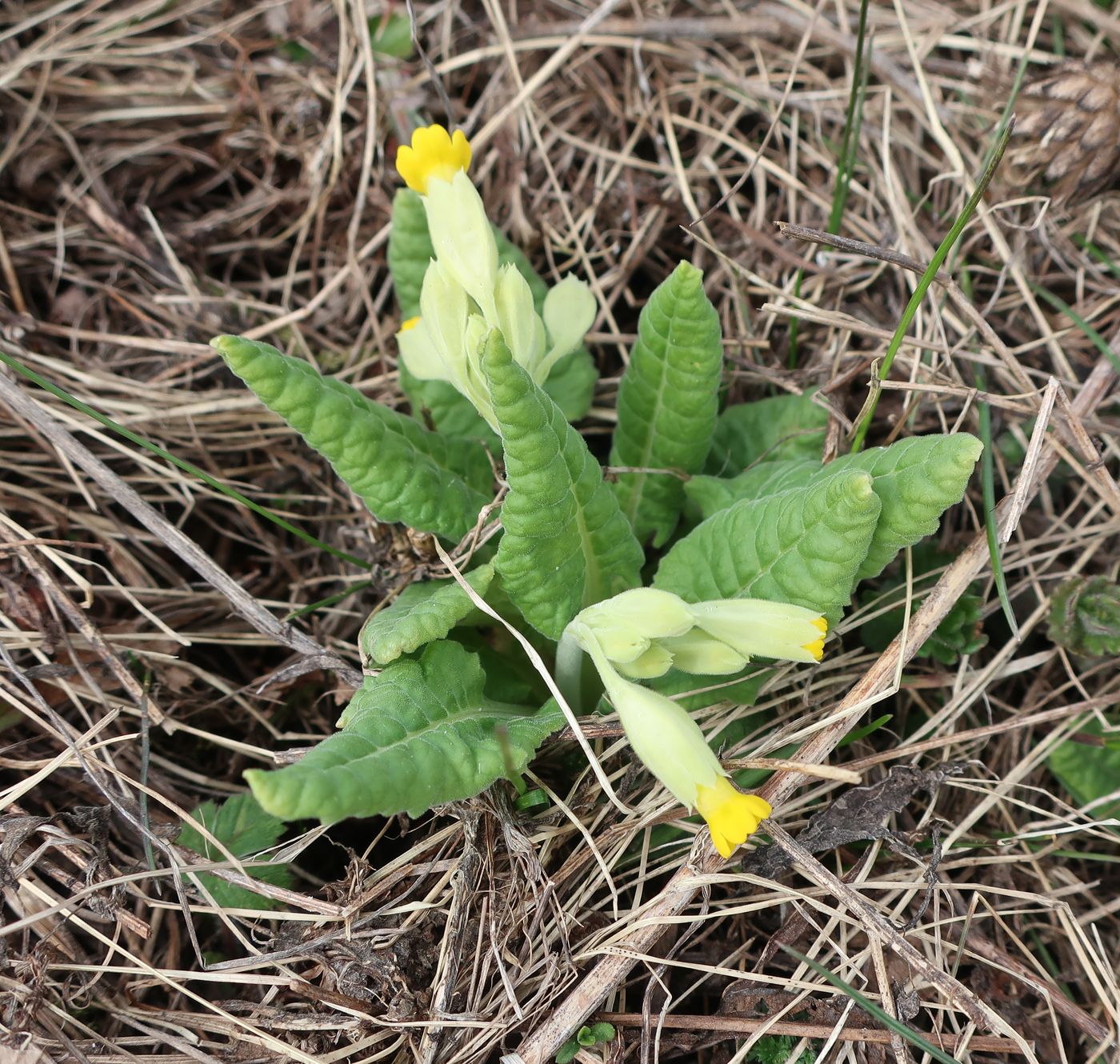 Image of Primula veris specimen.