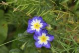 Convolvulus tricolor. Цветки и бутон. Томская обл., г. Томск, Академгородок, в культуре. 28.08.2022.