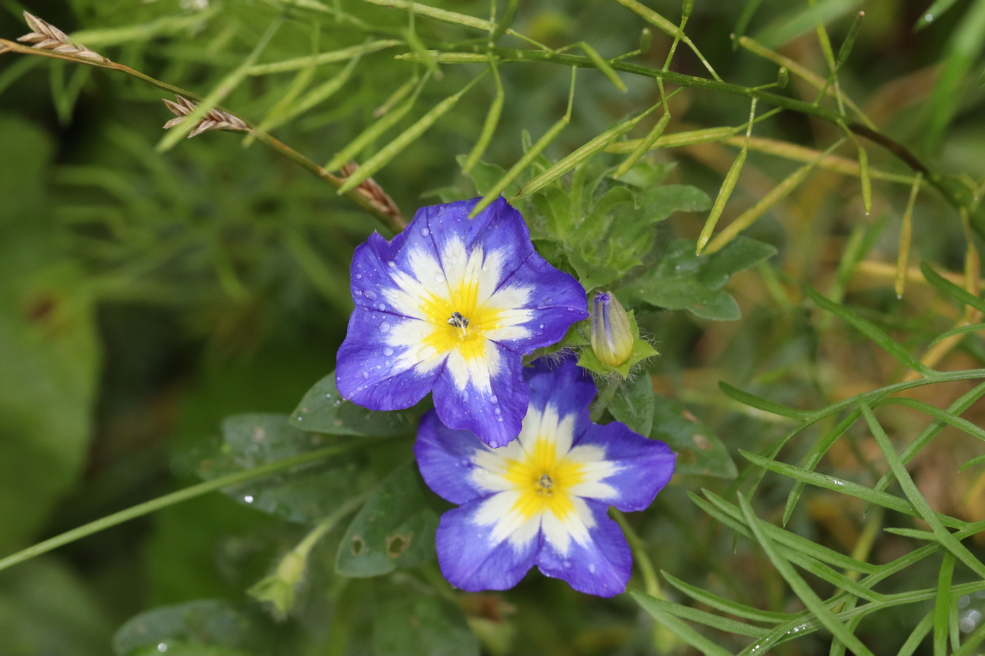 Image of Convolvulus tricolor specimen.