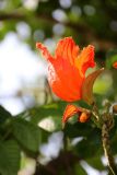 Spathodea campanulata. Цветок. Малайзия, штат Паханг, р-н Rompin, остров Тиоман. 14.11.2012.