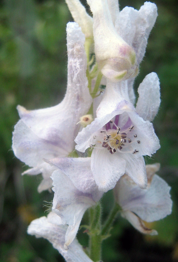 Image of Aconitum leucostomum specimen.