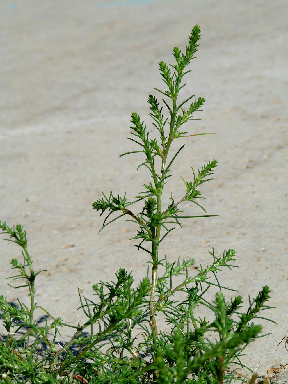 Image of Salsola collina specimen.