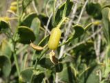 Zygophyllum oxianum