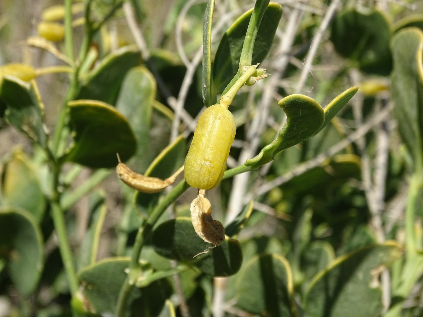 Изображение особи Zygophyllum oxianum.