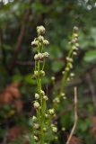 Artemisia arctica