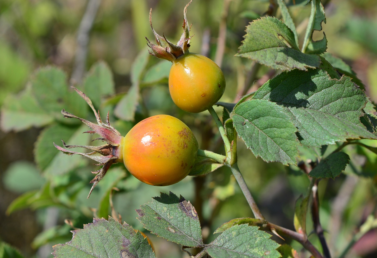 Image of Rosa subpomifera specimen.