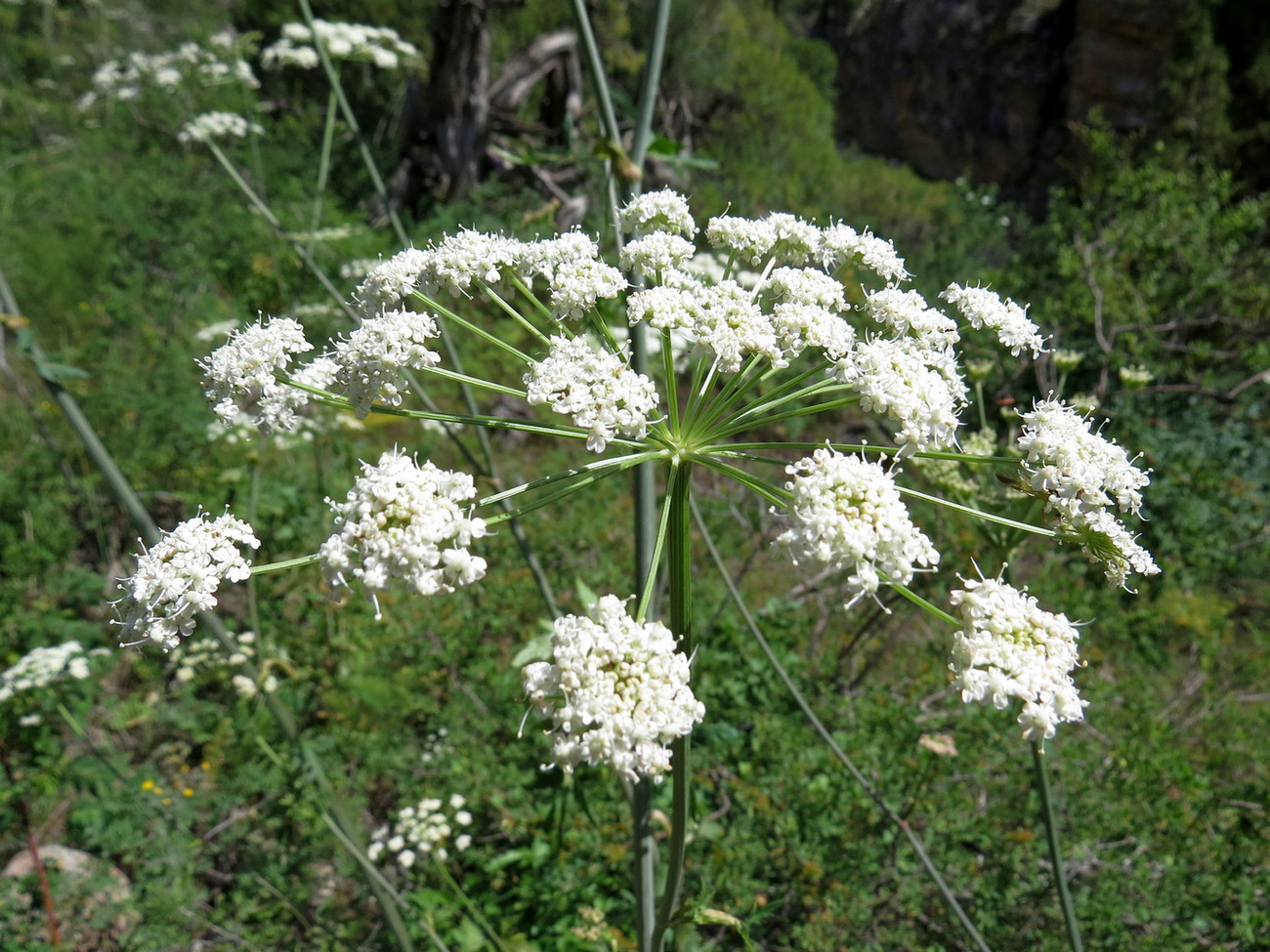 Изображение особи Paraligusticum discolor.