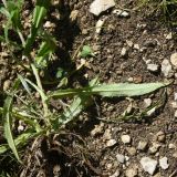 Carlina vulgaris