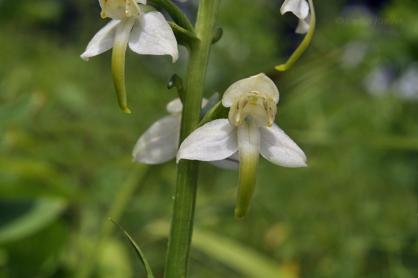 Изображение особи Platanthera densa.