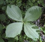 Paris quadrifolia