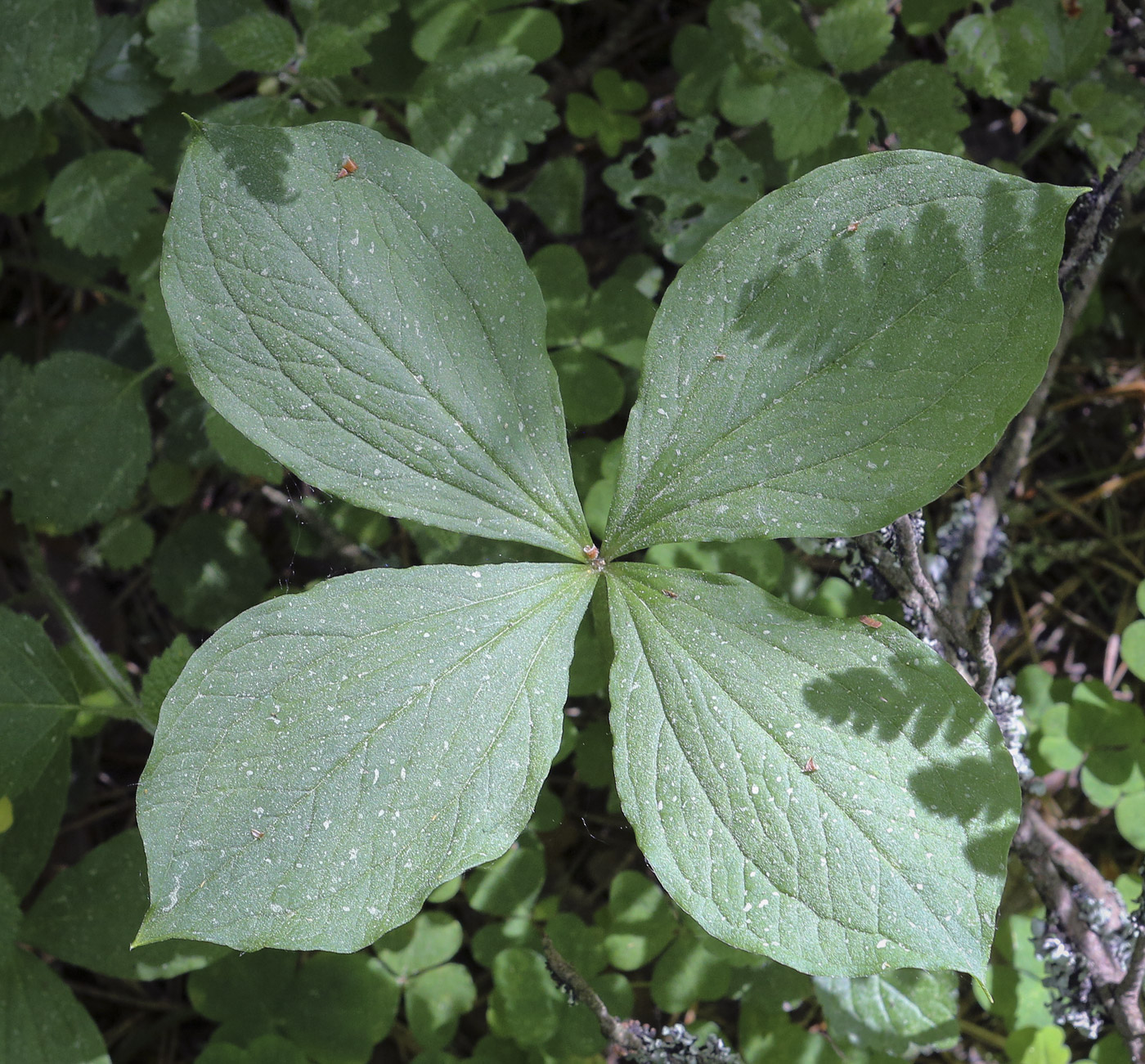 Image of Paris quadrifolia specimen.