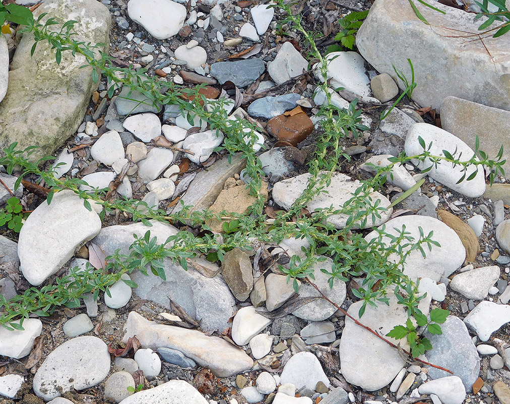 Image of Amaranthus graecizans specimen.