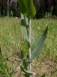 Turritis glabra