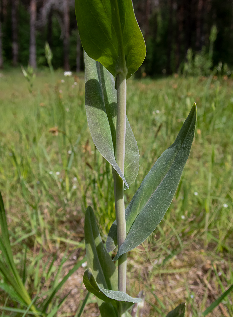 Изображение особи Turritis glabra.