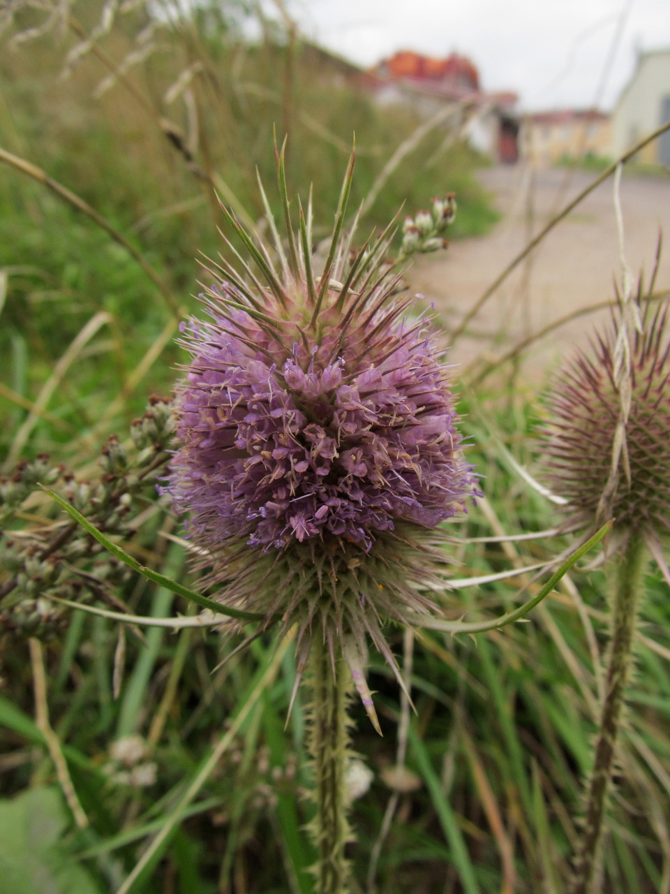 Image of Dipsacus fullonum specimen.