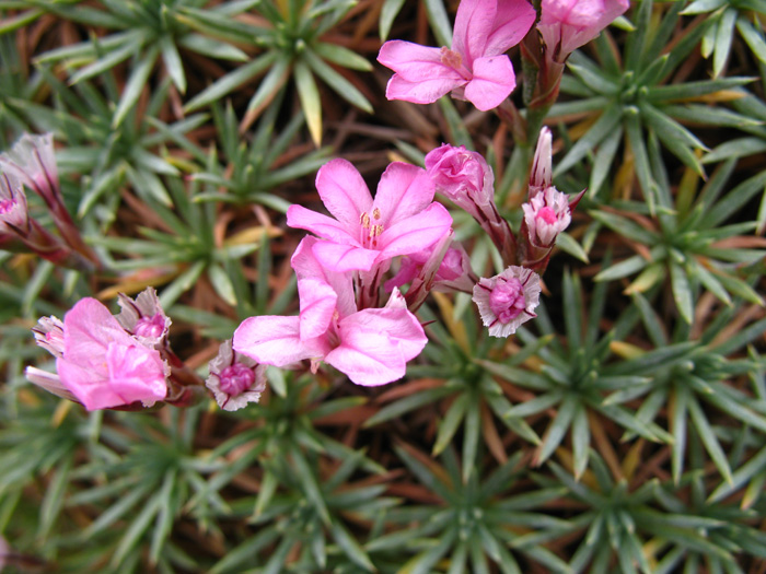 Image of Acantholimon schemachense specimen.