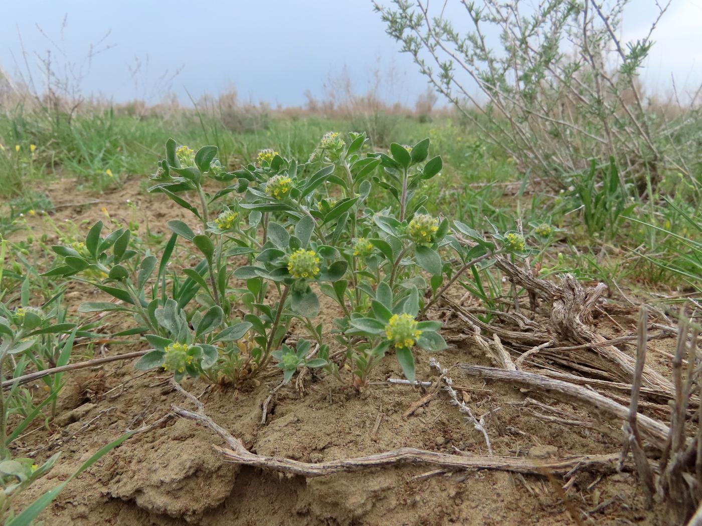 Image of Alyssum dasycarpum specimen.